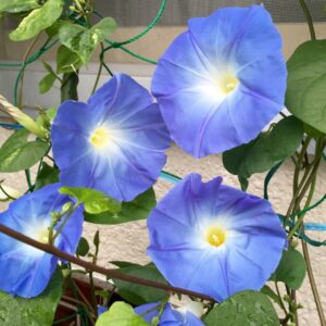 Sorairu Asagao flower